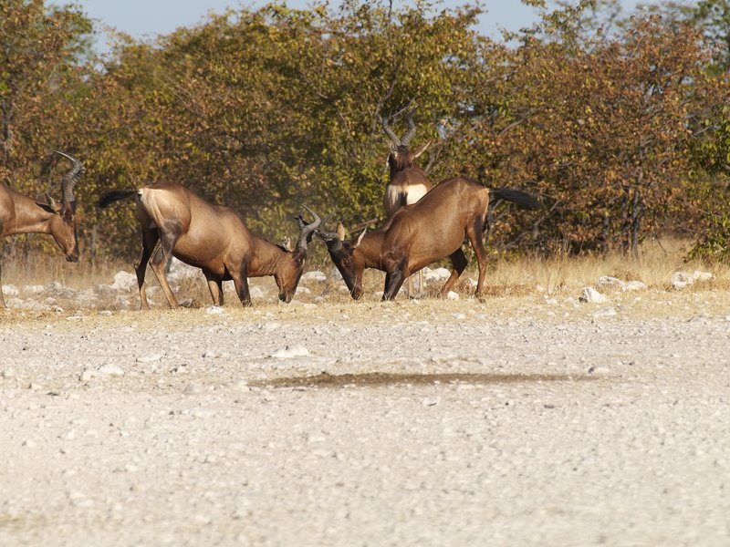 Etosha National Park, Red hartebeest